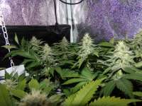 An image of White Widow