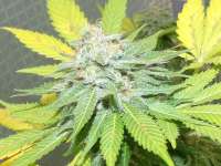An image of White Widow