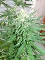 An image of White Widow