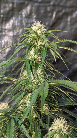 An image of Sticky Broccoli Automatic