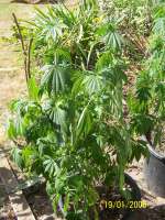 An image of Critical Mango