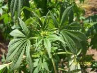 An image of Critical Mango