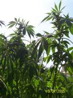 An image of Critical Mango