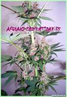 Afghani Erdpurt archive 3