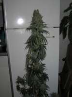 An image of Copenhagen Kush