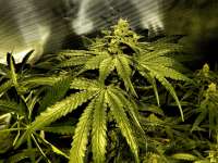 An image of Copenhagen Kush