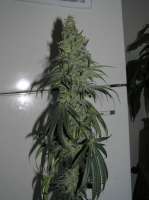 An image of Copenhagen Kush