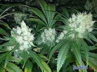 An image of Diesel Haze