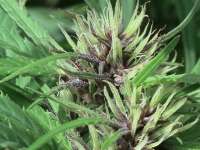 Hazed Erdpurt archive 4