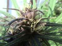 Hazed Erdpurt archive 2