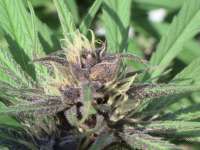 Hazed Erdpurt archive 3