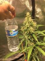 Jimmy Haze archive 0