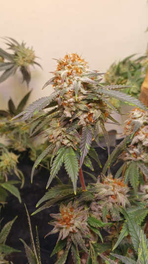 An image of Chocoberry Kush