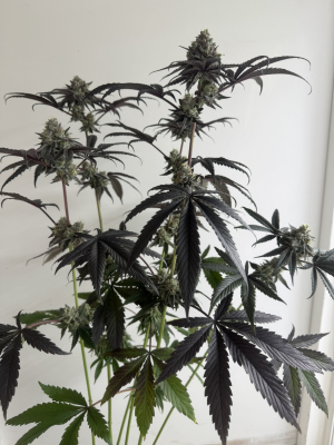 An image of Trop Lemon Cherry Runtz