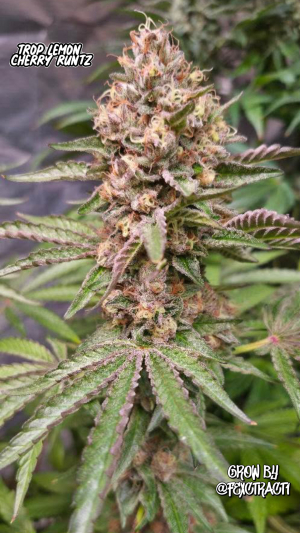 An image of Trop Lemon Cherry Runtz