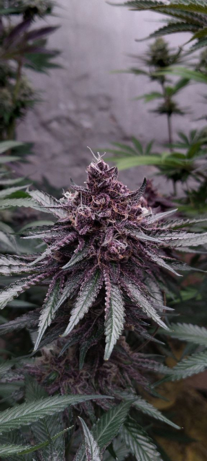 An image of Tropicana Blast