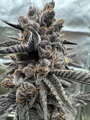 An image of Tropicana Blast