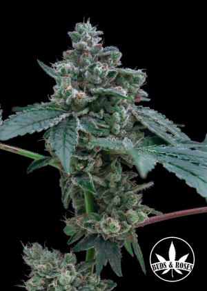 An image of 92 OG x Gorilla Glue #4