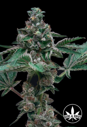 An image of Mother Pucker x Gorilla Glue #4