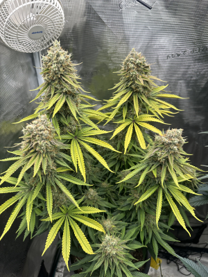 An image of Sour Lime Haze