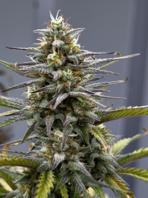 An image of Bright Flux Auto