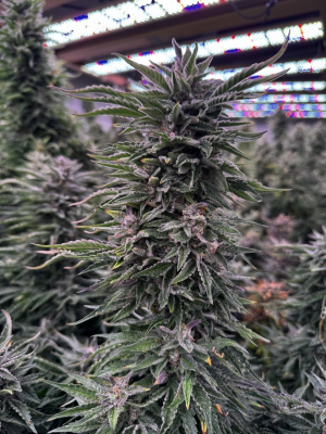An image of Clear Horizon Auto