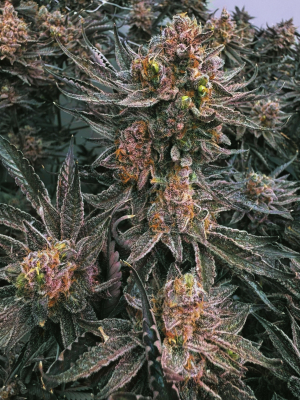 An image of Lumen Root Auto
