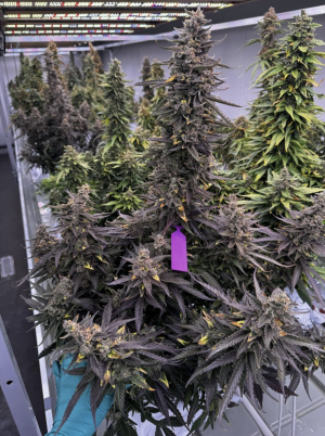 An image of Obsidian Flow Auto