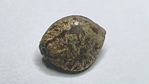 An image of Obsidian Flow Auto