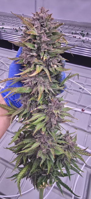 An image of Violet Axis Auto