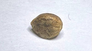 An image of Violet Axis Auto