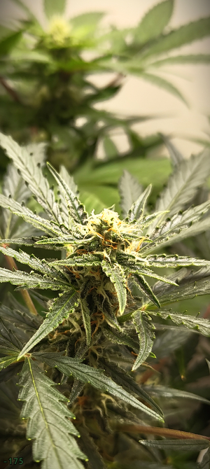 An image of G13 Kush