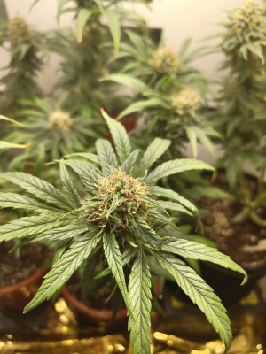 An image of G13 Kush