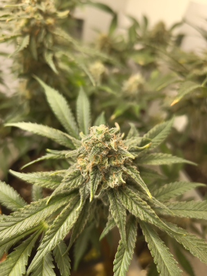 An image of G13 Kush