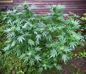 An image of Matilda CBD
