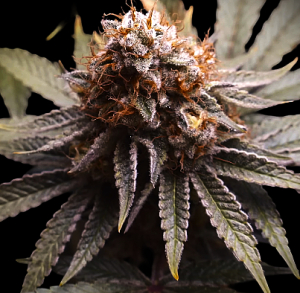 An image of Orange Diesel Haze