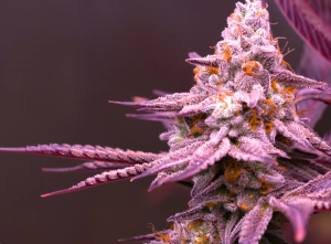 An image of Purpel Goliath