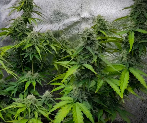 An image of Wizard Warrior Haze