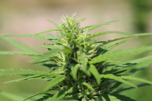 An image of Mango Tail BX