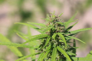 An image of Mango Tail BX
