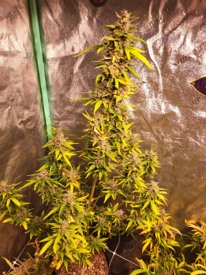 An image of Lots-O-Bear F3