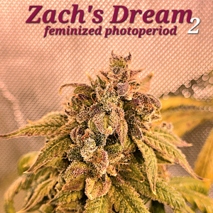 An image of Zach's Dream