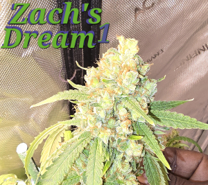 An image of Zach's Dream
