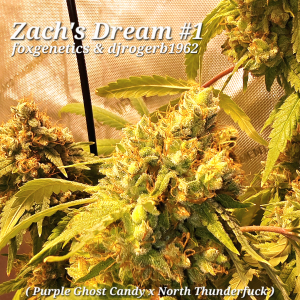 An image of Zach's Dream