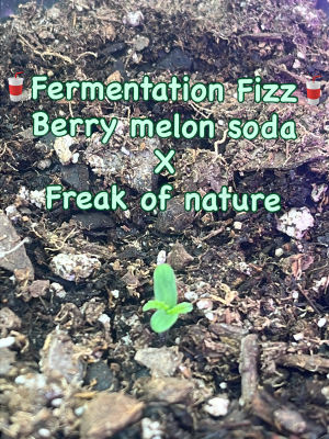 An image of Fermentation Fizz