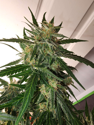 An image of Lemon Daze