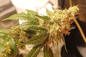 An image of Leo OG