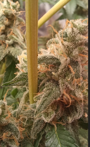 An image of Leo OG