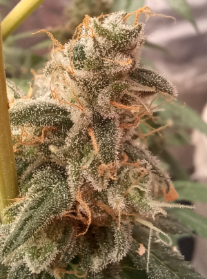 An image of Leo OG
