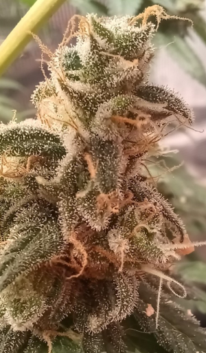 An image of Leo OG